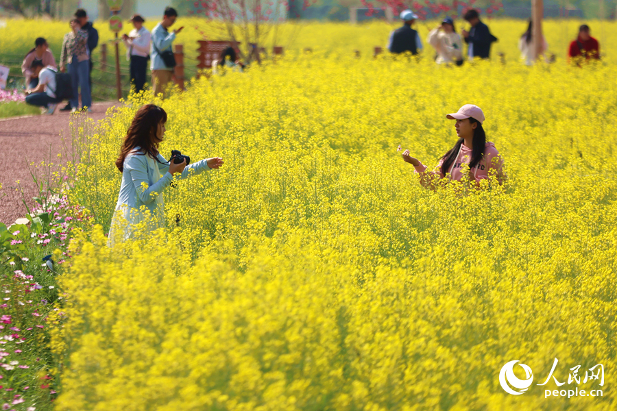 游客在油菜花田中拍照打卡。人民網(wǎng)記者 陳博攝