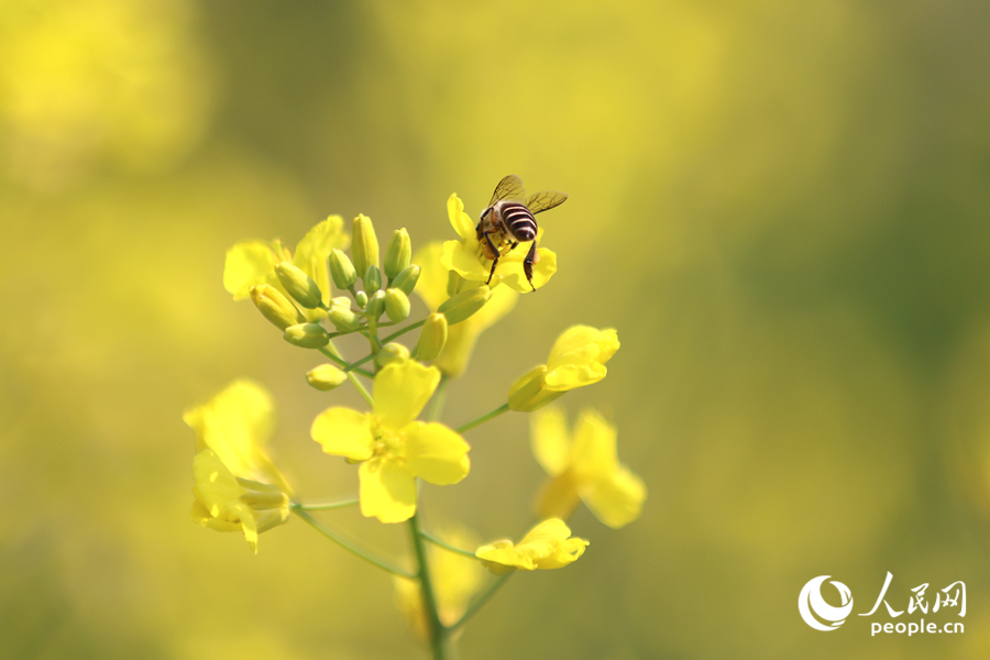 淡淡花香引得蜜蜂流連。人民網(wǎng)記者 陳博攝