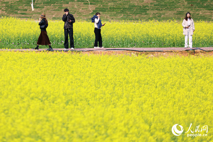 游人在花海小徑上駐足觀賞。人民網(wǎng)記者 陳博攝