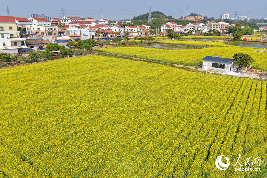 成片油菜花綻放，匯成一片金色海洋。人民網(wǎng)記者 陳博攝