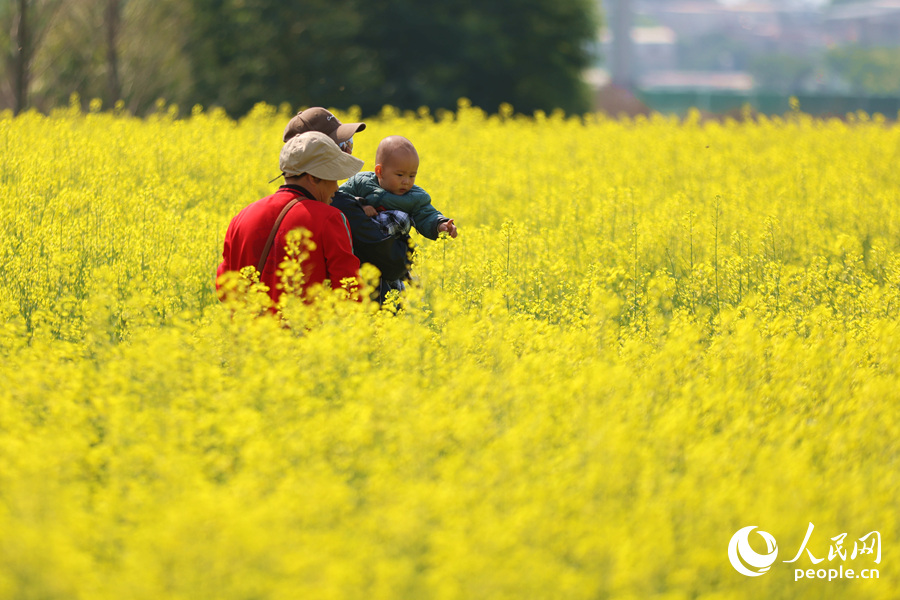 徜徉于金黃花海之間的游客。人民網(wǎng)記者 陳博攝