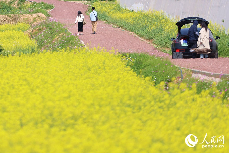 金燦燦的花海隨風(fēng)搖曳。人民網(wǎng)記者 陳博攝
