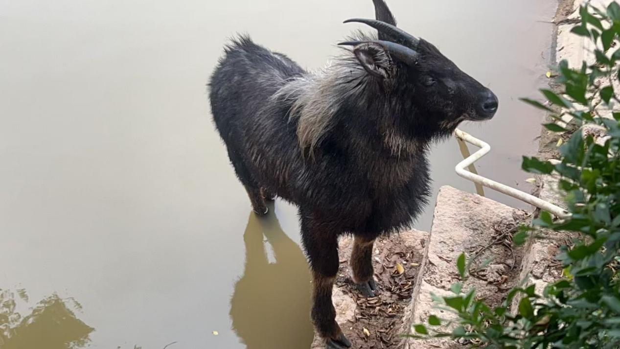 受困于池塘的中華鬣羚。同安區(qū)農(nóng)業(yè)農(nóng)村和水利局供圖