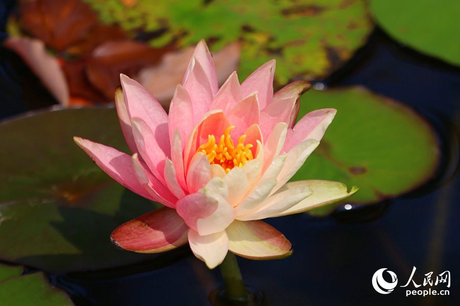 盛開的雙色睡蓮。人民網(wǎng)記者 陳博攝