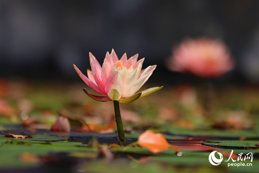廈門海灣公園今年首朵雙色睡蓮。人民網(wǎng)記者 陳博攝