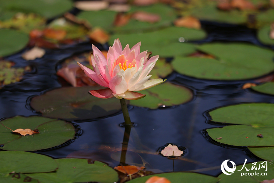 一半粉紅、一半淡黃，雙色睡蓮與蓮葉、池水交映成畫。人民網(wǎng)記者 陳博攝