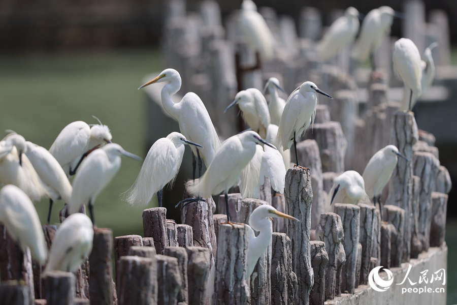 成群的白鷺在廈門筼筜湖閘口聚集。人民網(wǎng)記者 陳博攝