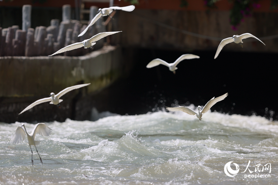 開閘時分，成群白鷺奔向閘口覓食。人民網(wǎng)記者 陳博攝
