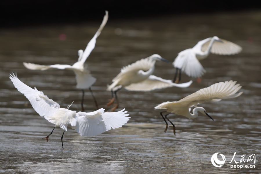低飛的白鷺在湖面上尋覓小魚。人民網(wǎng)記者 陳博攝