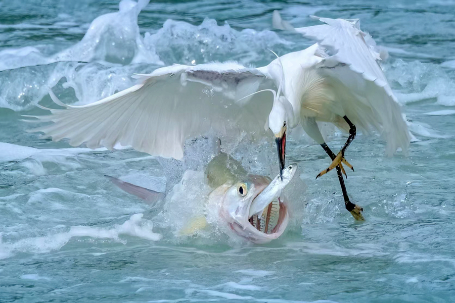 筼筜湖面上演“魚鷺博弈”。朱曉晴攝