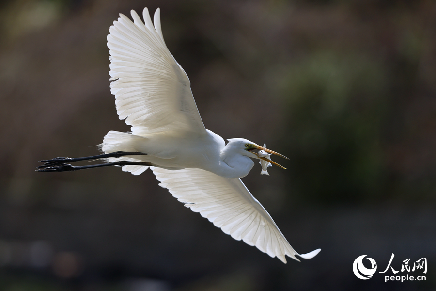 白鷺在空中展翅飛行。人民網(wǎng)記者 陳博攝
