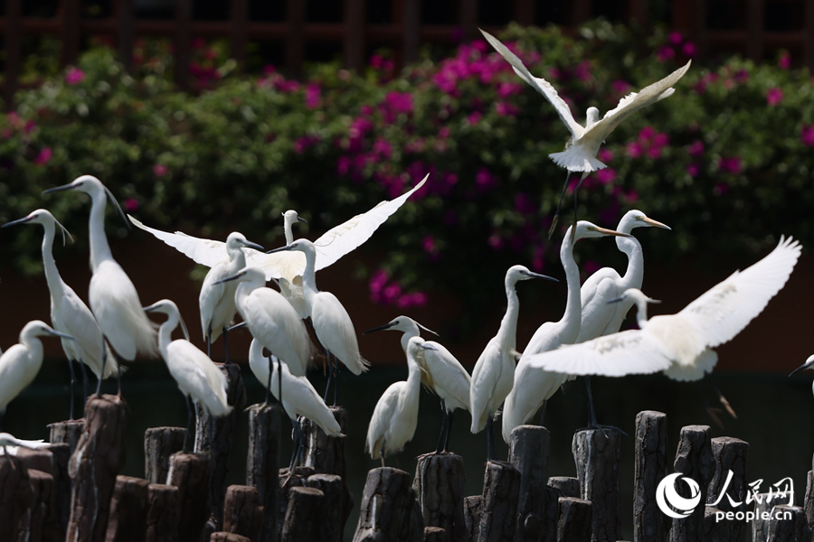 筼筜湖閘口生機(jī)盎然。人民網(wǎng)記者 陳博攝