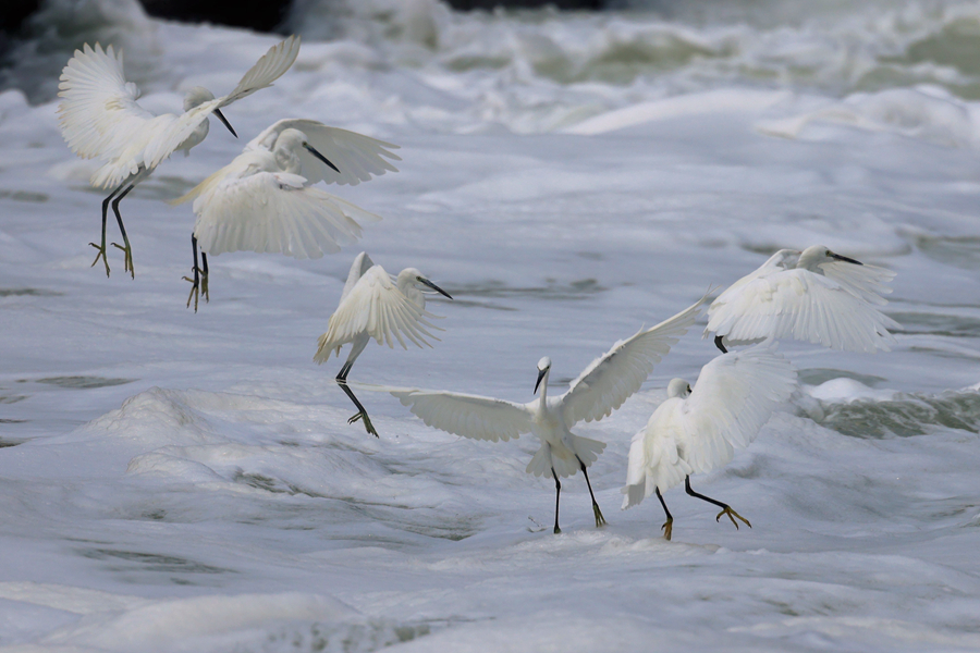 白鷺在翻涌的潮水上飛舞。楊勁堅攝