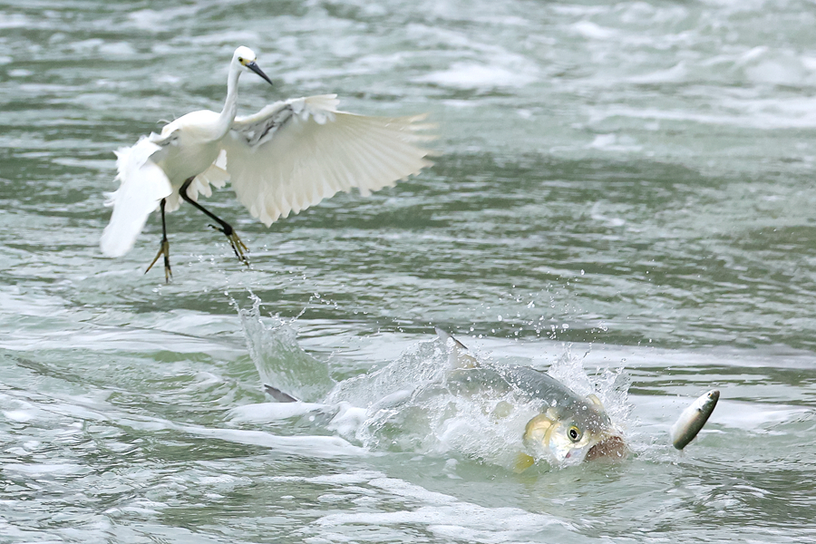 筼筜湖上魚兒躍白鷺飛。林長豐攝