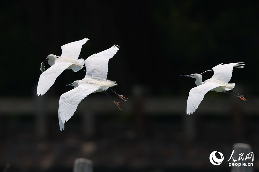白鷺在筼筜湖閘口上空飛行。人民網(wǎng)記者 陳博攝