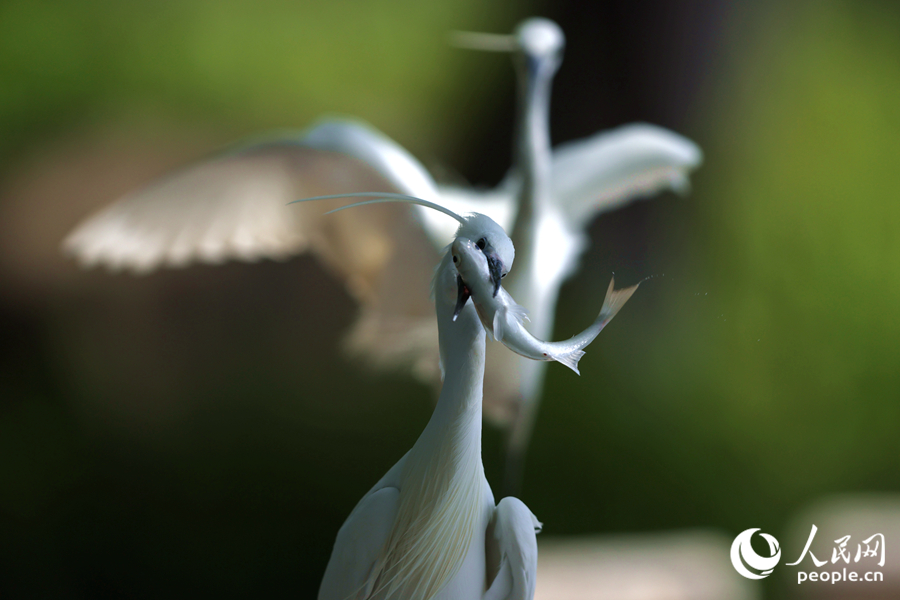 捕到魚的白鷺在閘口旁的棧道上追逐。人民網(wǎng)記者 陳博攝