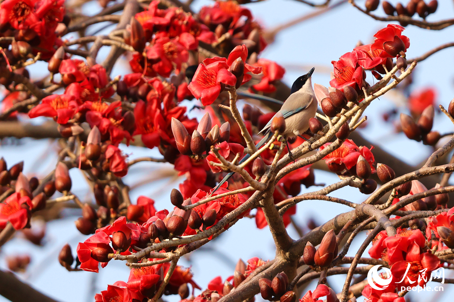 廈門木棉花開，灰喜鵲鬧枝頭。人民網(wǎng)記者 陳博攝