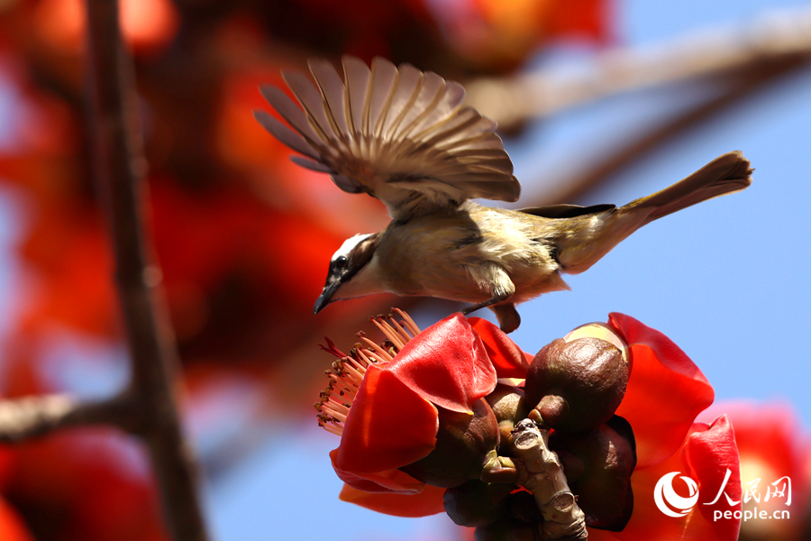 白頭鵯在木棉花上展翅。人民網(wǎng)記者 陳博攝