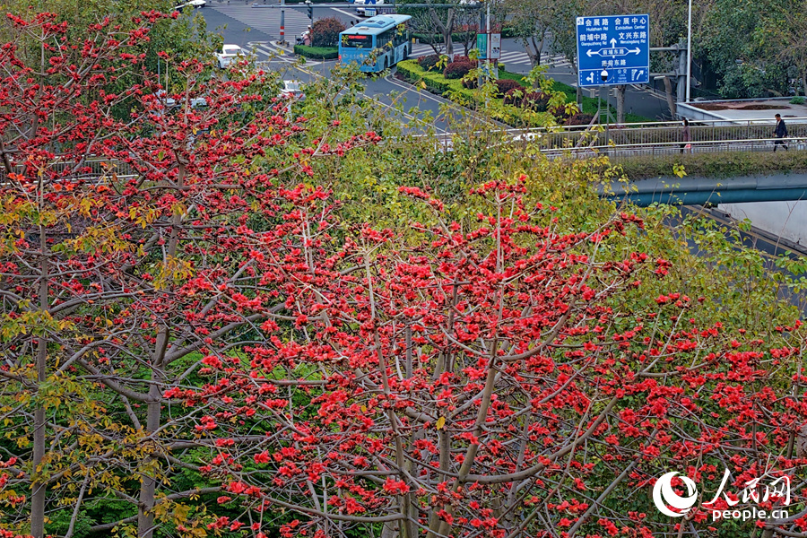 廈門蓮前東路木棉花競相綻放。人民網(wǎng)記者 陳博攝