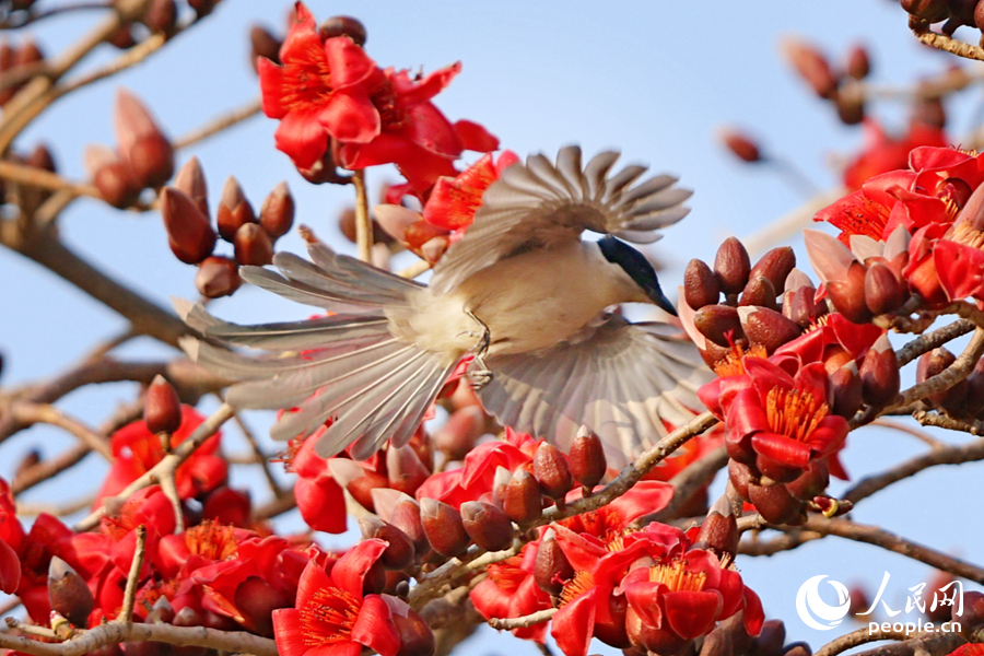 灰喜鵲在紅花間飛舞。人民網(wǎng)記者 陳博攝