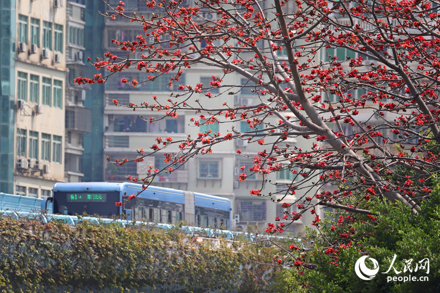 廈門蓮坂BRT與木棉花相伴。人民網(wǎng)記者 陳博攝