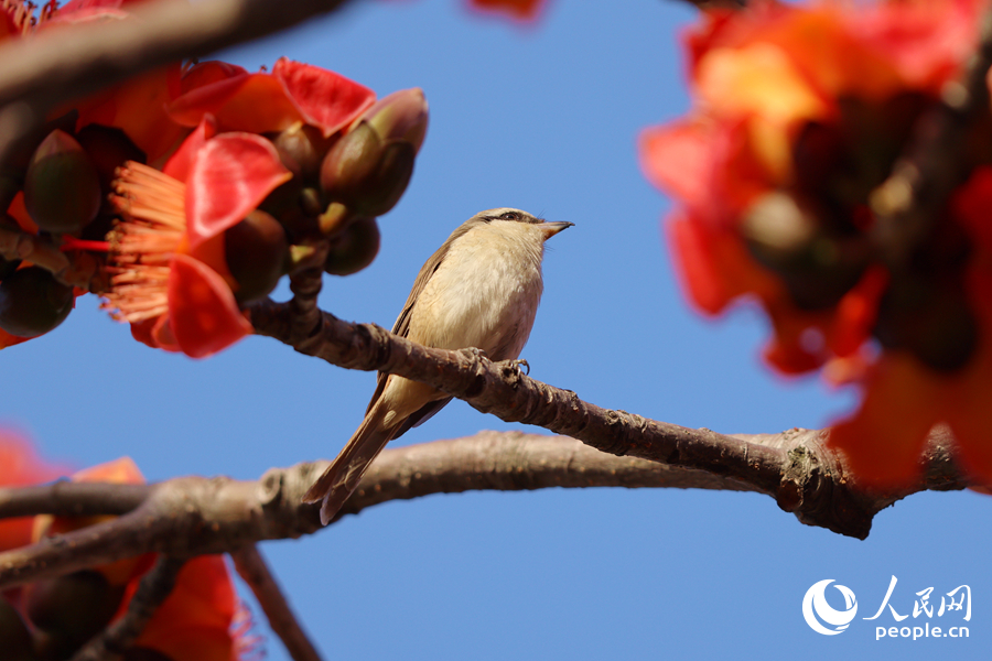 紅尾伯勞在木棉枝頭停留。人民網(wǎng)記者 陳博攝