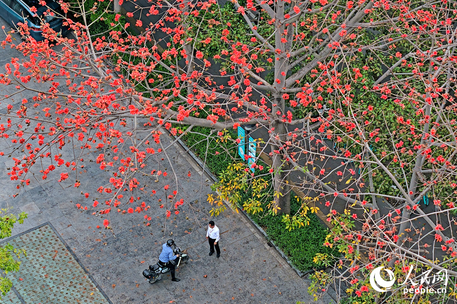 廈門瑞景木棉紅花爭奇斗艷。人民網(wǎng)記者 陳博攝