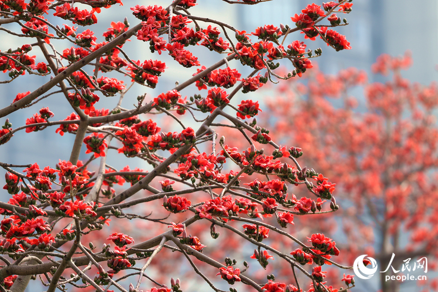 盛開的木棉花遠(yuǎn)觀燦若煙霞。人民網(wǎng)記者 陳博攝