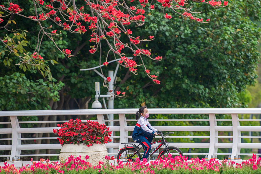 廈門筼筜湖畔，小女孩在木棉花枝下騎行。張瑜軍攝