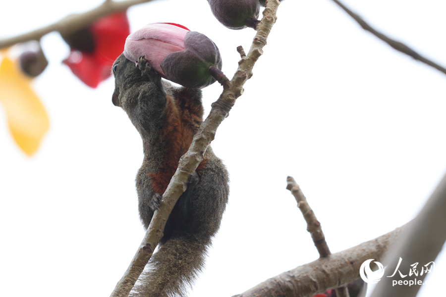 赤腹松鼠在木棉枝頭啃食花朵。人民網(wǎng)記者 陳博攝