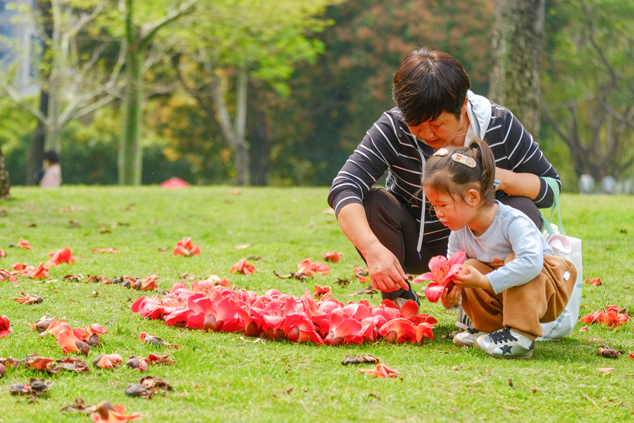 廈門南湖公園草地上，孩子撿拾落下的木棉花。林晞華攝