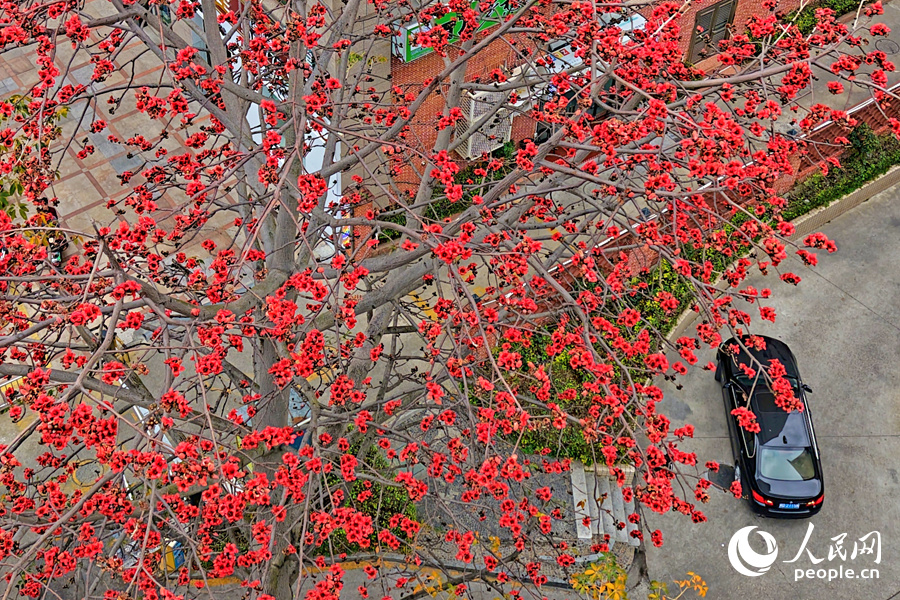 一抹抹鮮亮的紅色扮靚城市。人民網(wǎng)記者 陳博攝