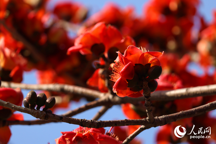 木棉火紅的花朵簇?fù)碇︻^。人民網(wǎng)記者 陳博攝