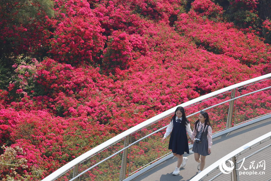 廈門山海健康步道旁，三角梅花海美不勝收。人民網(wǎng)記者 陳博攝