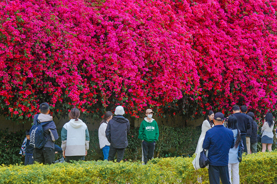廈門集美九天湖畔的三角梅盛開。肖曉晶攝