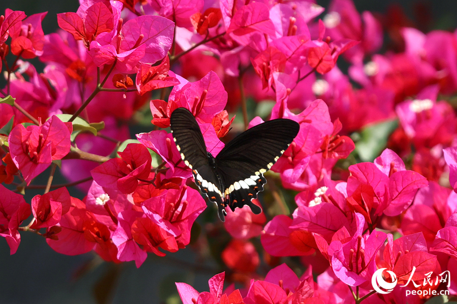 在廈門東山水庫，環(huán)廊兩側(cè)盛開的三角梅引來蝴蝶流連。人民網(wǎng)記者 陳博攝