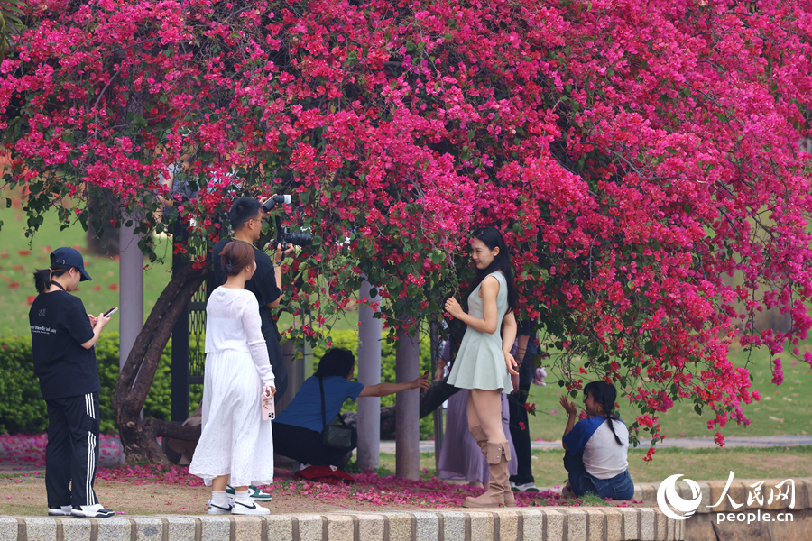 在廈門南湖公園，低垂的三角梅成為年輕人拍照的“打卡點”。人民網(wǎng)記者 陳博攝