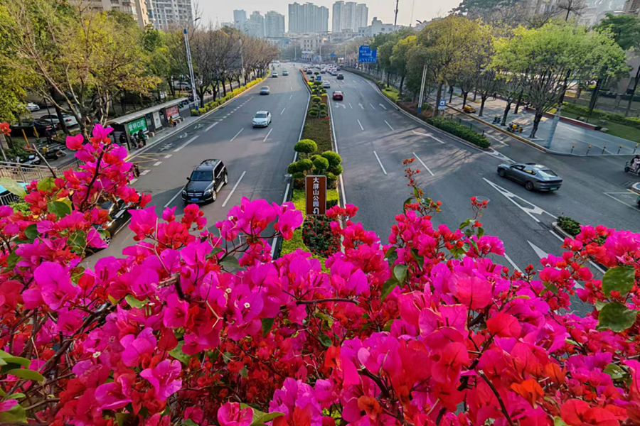 廈門濱湖北路的三角梅天橋。陳志強攝