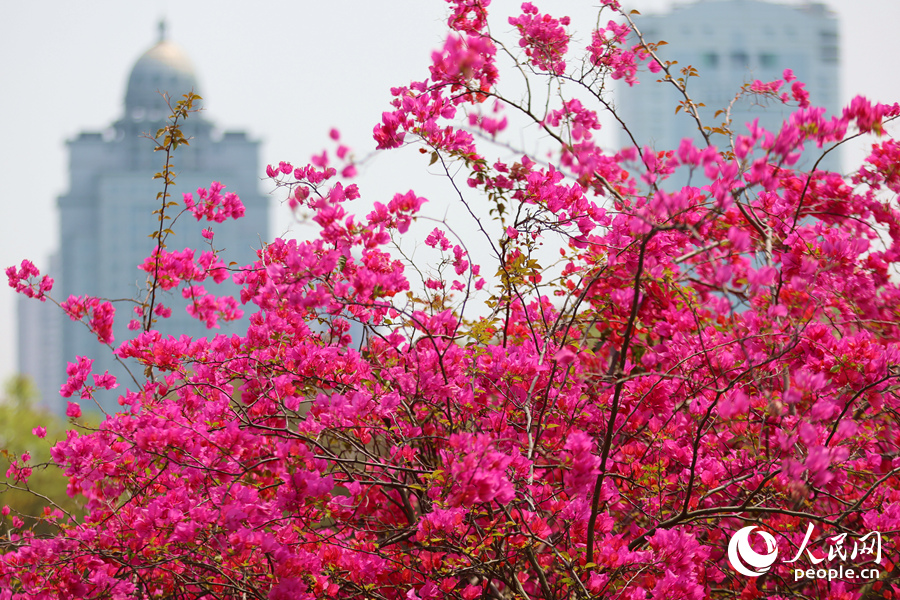 廈門筼筜湖畔的三角梅花盛開。人民網(wǎng)記者 陳博攝