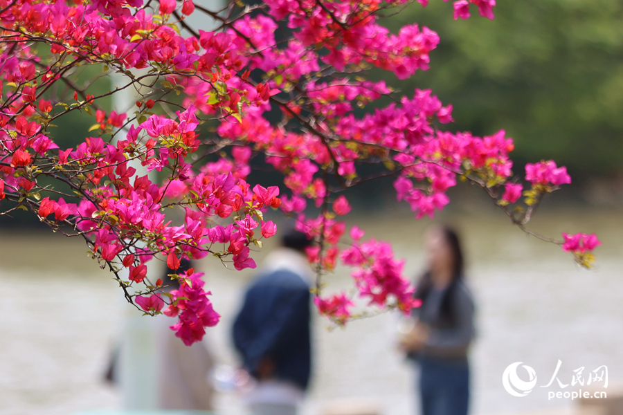 廈門隨處可見三角梅的身影。人民網(wǎng)記者 陳博攝