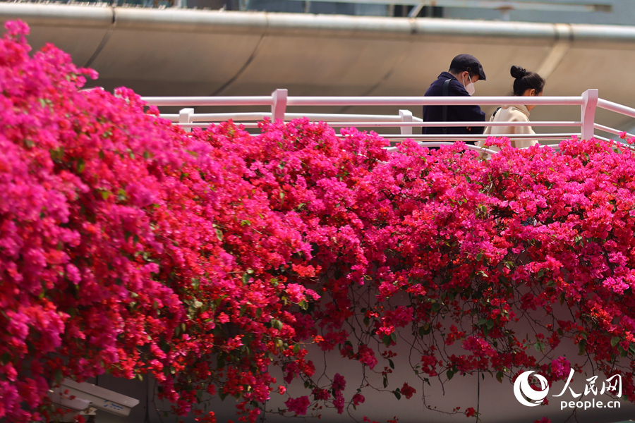 過往行人徜徉于三角梅花海之中。人民網(wǎng)記者 陳博攝