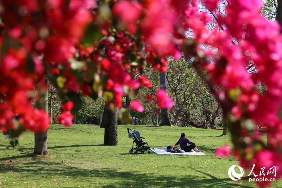 市民游客在公園中觀賞盛放的三角梅。人民網(wǎng)記者 陳博攝