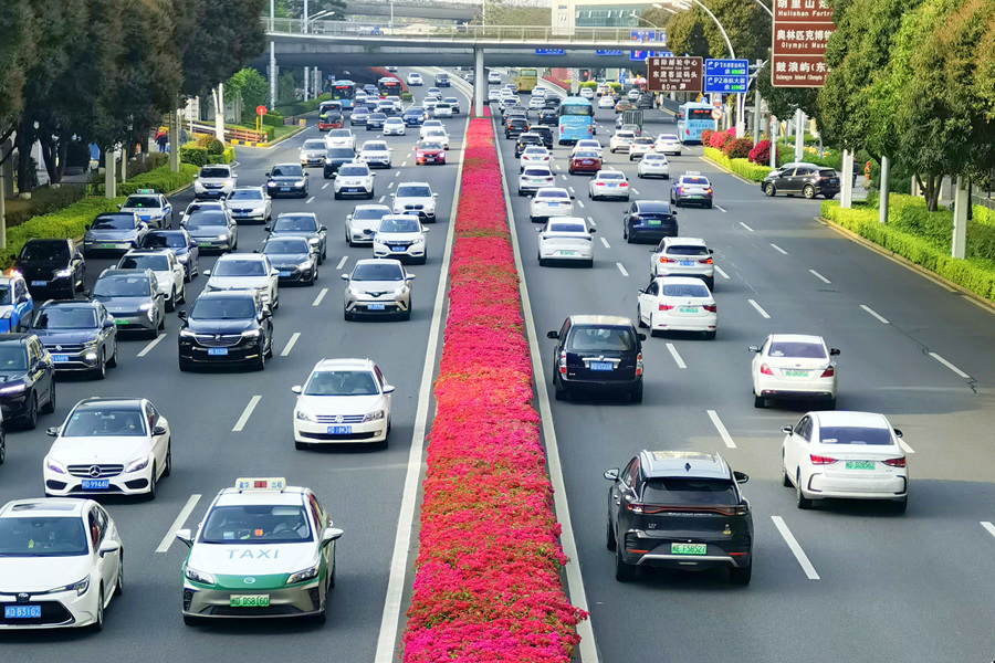 廈門湖濱西路種植的三角梅。林長豐攝
