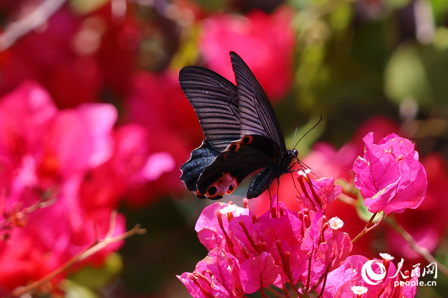 廈門上李水庫公園，蝴蝶在三角梅花朵上停留。人民網(wǎng)記者 陳博攝