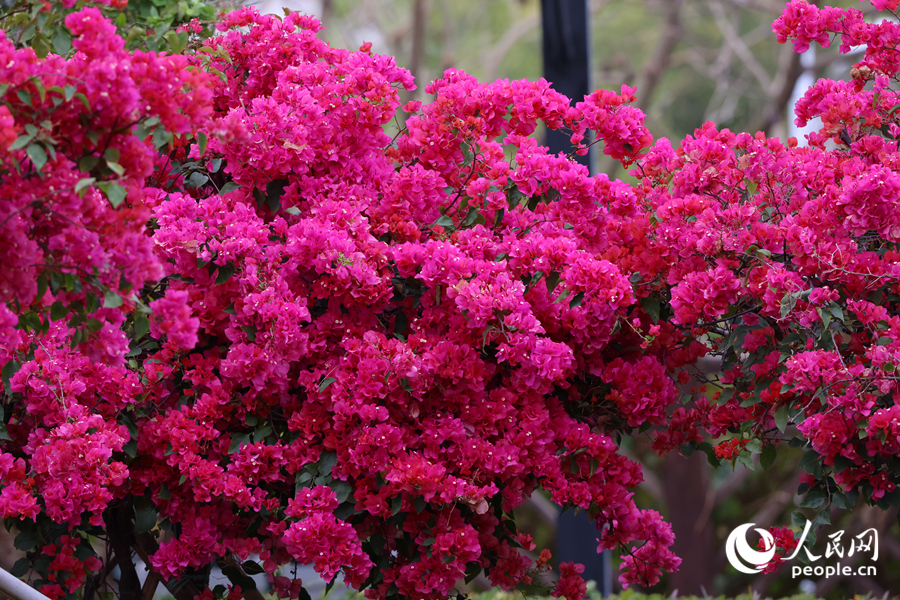 在廈門虎頭山公園，三角梅花朵簇擁枝頭。人民網(wǎng)記者 陳博攝