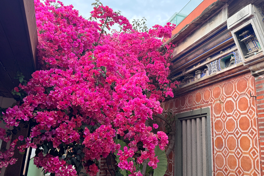 在廈門曾厝垵，三角梅從古厝小徑中綻放。肖曉晶攝