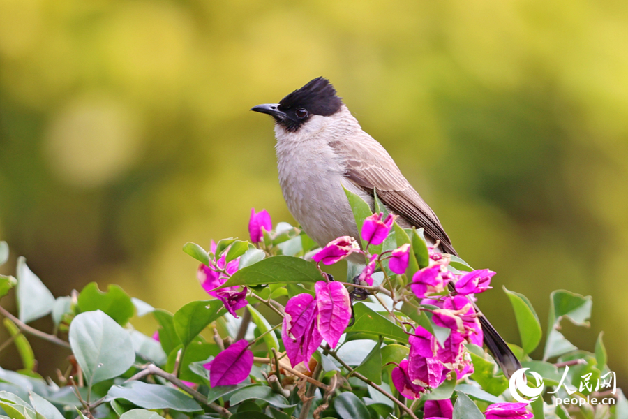 在廈門海灣公園，白喉紅臀鵯在三角梅花枝上停留。人民網(wǎng)記者 陳博攝