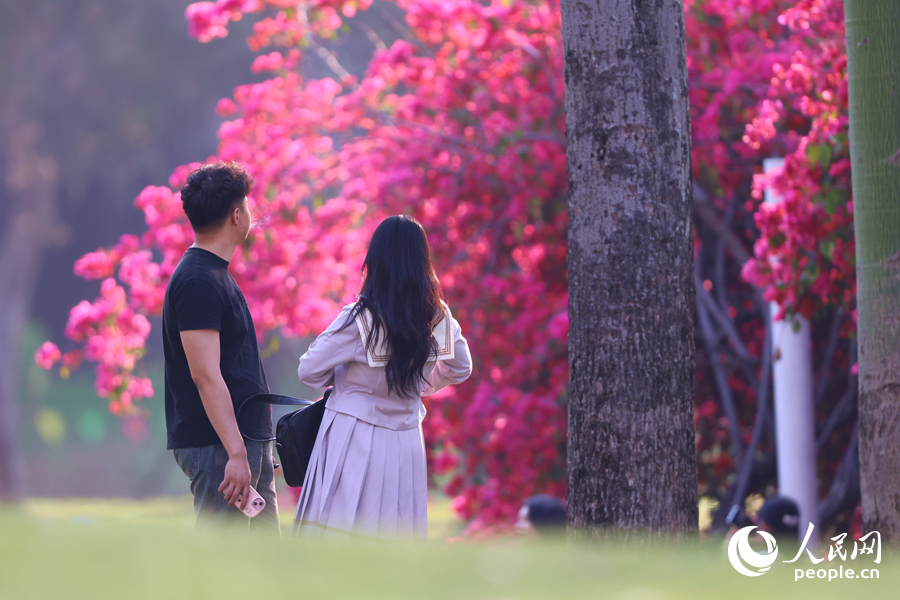 陽光下的三角梅顯得格外美麗。人民網(wǎng)記者 陳博攝