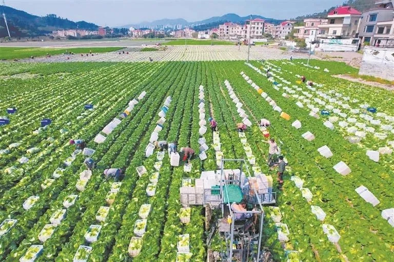 黃塘溪沿線高標準農(nóng)田一隅?；莅部h自然資源局供圖