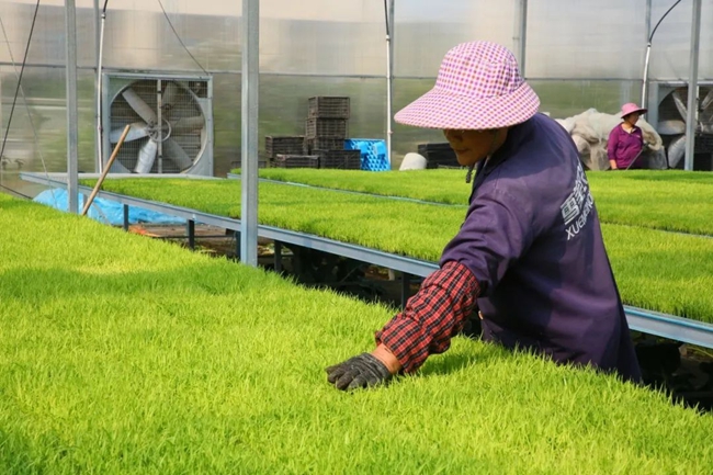 智能恒溫大棚內(nèi)，數(shù)千盤水稻秧苗整齊排列，生長良好